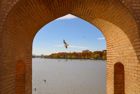 زاینده رود میزبان پرندگان مهاجر - اصفهان